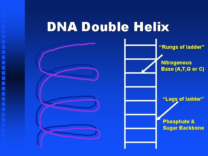 DNA Double Helix “Rungs of ladder” Nitrogenous Base (A, T, G or C) “Legs