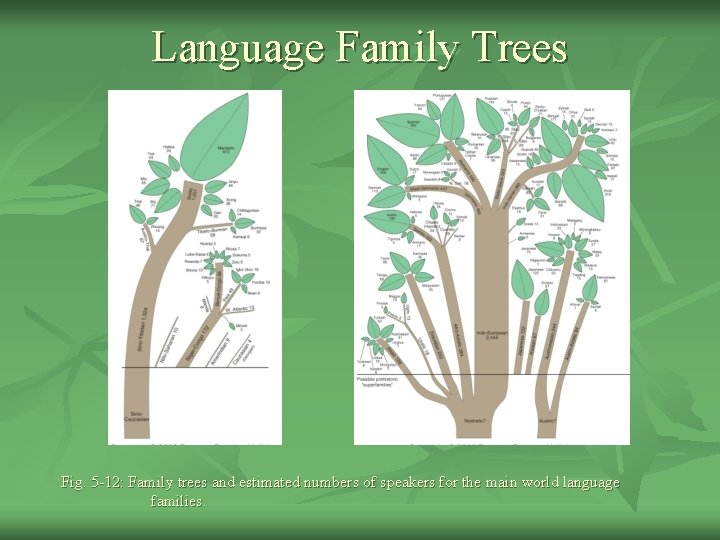 Language Family Trees Fig. 5 -12: Family trees and estimated numbers of speakers for