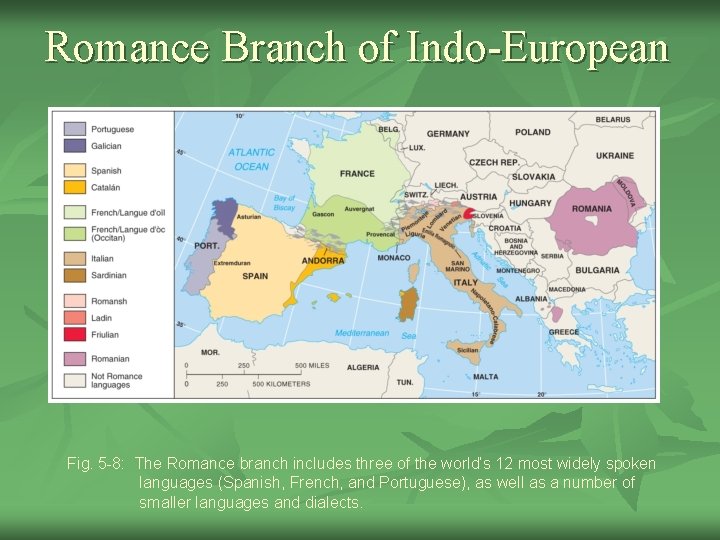 Romance Branch of Indo-European Fig. 5 -8: The Romance branch includes three of the