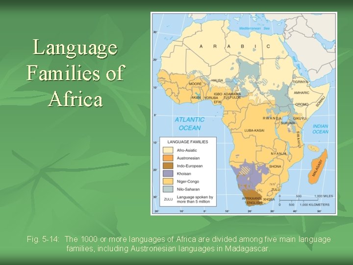 Language Families of Africa Fig. 5 -14: The 1000 or more languages of Africa