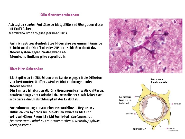 Glia Grenzmembranen Astrozyten senden Fortsätze zu Blutgefäße und übergeben diese mit Endfüßchen: Membrana limitans