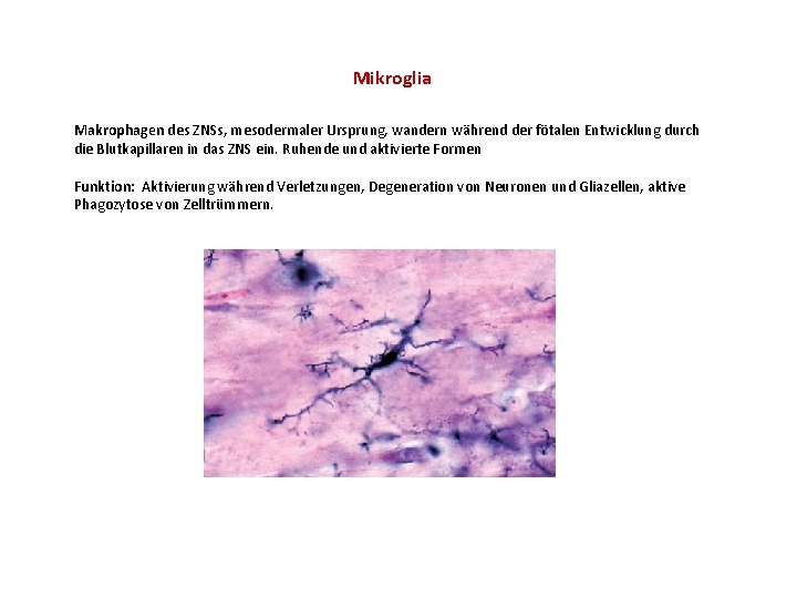 Mikroglia Makrophagen des ZNSs, mesodermaler Ursprung, wandern während der fötalen Entwicklung durch die Blutkapillaren