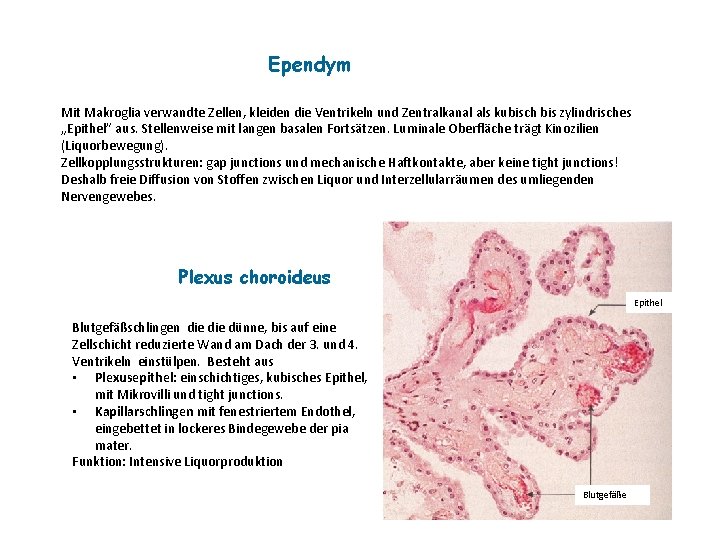 Ependym Mit Makroglia verwandte Zellen, kleiden die Ventrikeln und Zentralkanal als kubisch bis zylindrisches