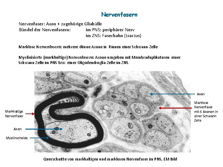 Nervenfasern Nervenfaser: Axon + zugehörige Gliahülle Bündel der Nervenfasern: im PNS: periphärer Nerv im