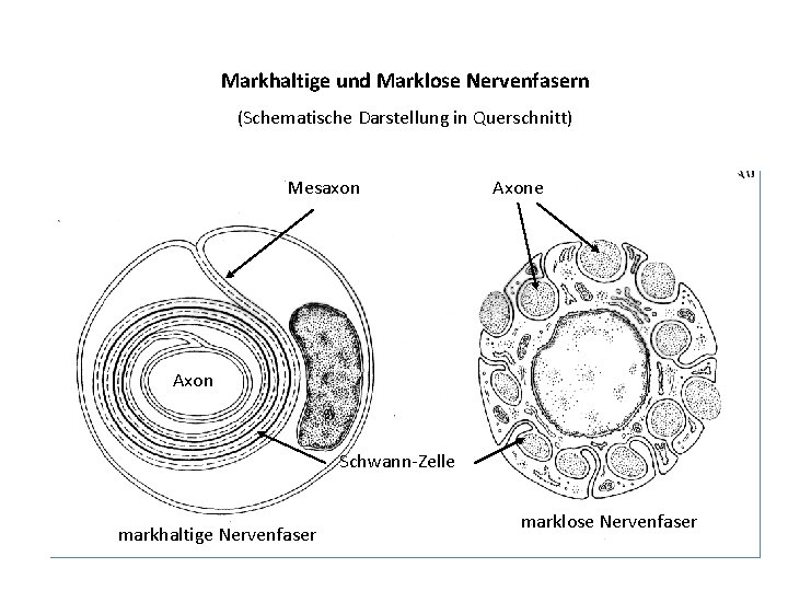 Markhaltige und Marklose Nervenfasern (Schematische Darstellung in Querschnitt) Mesaxon Axone Axon Schwann-Zelle markhaltige Nervenfaser
