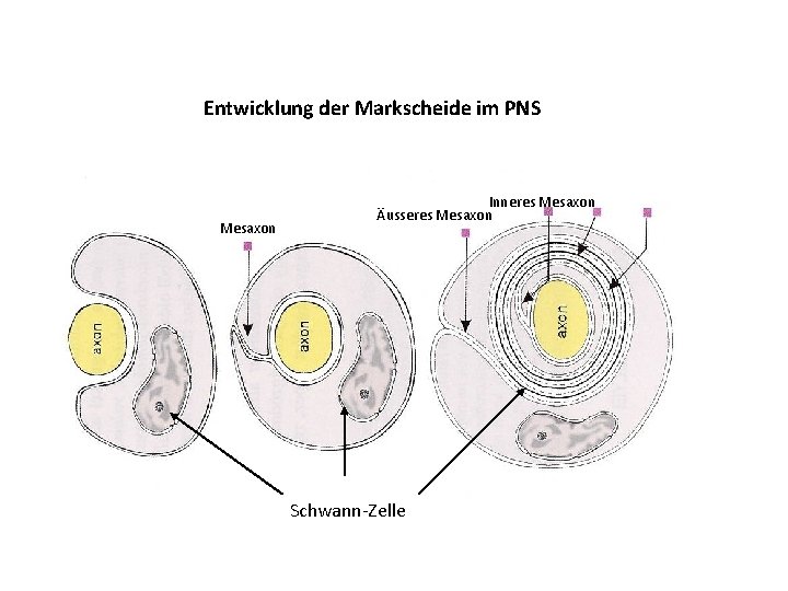 Entwicklung der Markscheide im PNS Mesaxon Inneres Mesaxon Äusseres Mesaxon Schwann-Zelle 