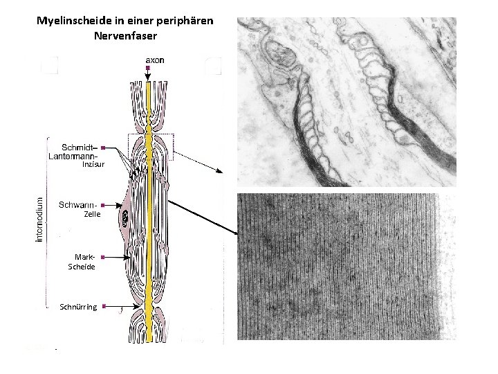 Myelinscheide in einer periphären Nervenfaser Inzisur Zelle Mark. Scheide Schnürring 