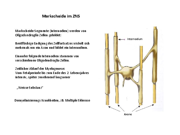 Markscheide im ZNS Markscheide-Segmente (Internodien) werden von Oligodendroglia Zellen gebildet: Internodium Breitflächige Endigung des