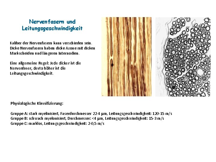 Nervenfasern und Leitungsgeschwindigkeit Kaliber der Nervenfasern kann verschieden sein. Dicke Nervenfasern haben dicke Axone