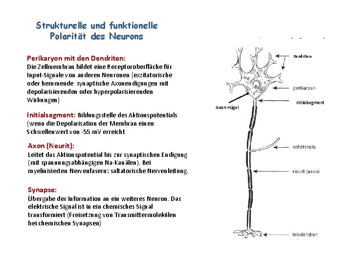 Strukturelle und funktionelle Polarität des Neurons DD Perikaryon mit den Dendriten: Dendriten Die Zellmembran