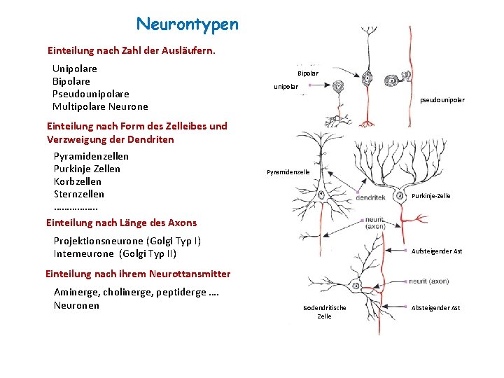 Neurontypen Einteilung nach Zahl der Ausläufern. Unipolare Bipolare Pseudounipolare Multipolare Neurone Bipolar unipolar pseudounipolar