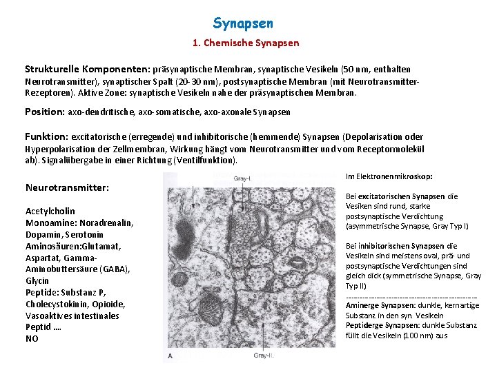 Synapsen 1. Chemische Synapsen Strukturelle Komponenten: präsynaptische Membran, synaptische Vesikeln (50 nm, enthalten Neurotransmitter),