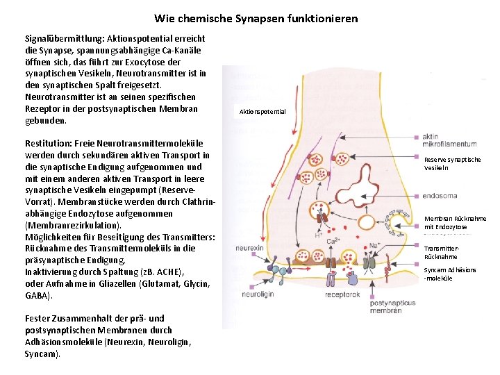 Wie chemische Synapsen funktionieren Signalübermittlung: Aktionspotential erreicht die Synapse, spannungsabhängige Ca-Kanäle öffnen sich, das