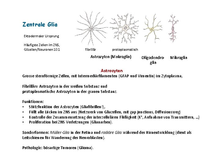 Zentrale Glia Ektodermaler Ursprung Häufigste Zellen im ZNS, Glizellen/Neuronen 10: 1 fibrillär protoplasmatisch Astrozyten