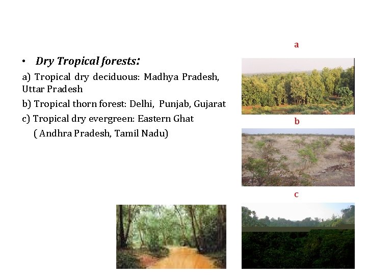 a • Dry Tropical forests: a) Tropical dry deciduous: Madhya Pradesh, Uttar Pradesh b)
