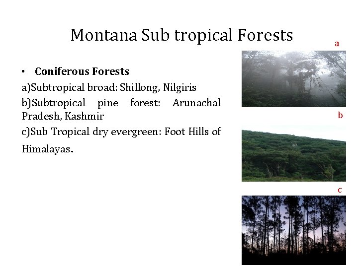 Montana Sub tropical Forests • Coniferous Forests a)Subtropical broad: Shillong, Nilgiris b)Subtropical pine forest: