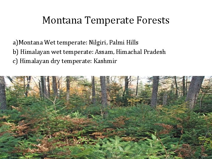 Montana Temperate Forests a)Montana Wet temperate: Nilgiri, Palmi Hills b) Himalayan wet temperate: Assam,