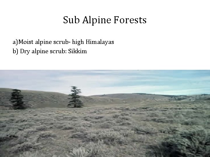 Sub Alpine Forests a)Moist alpine scrub- high Himalayas b) Dry alpine scrub: Sikkim 