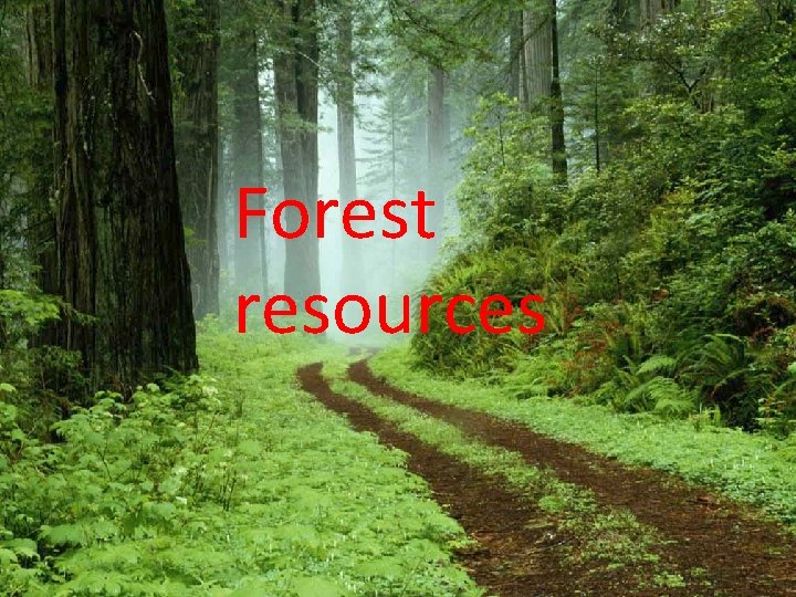 Types Forest resources • Renewable resources -regenerated ex: soil, air, water, natural vegetation •