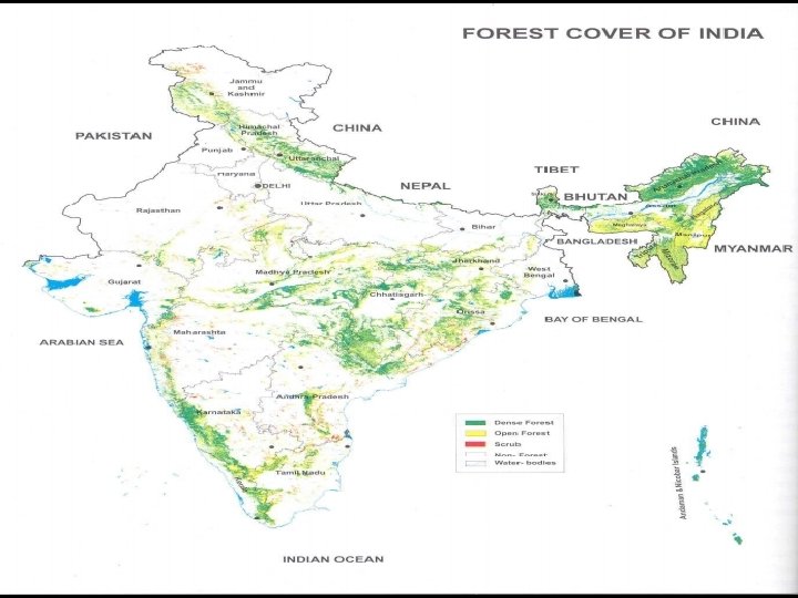 Forests A forest is any area with a lot of trees. There are forests