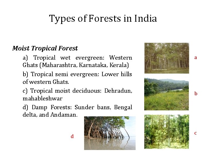 Types of Forests in India Moist Tropical Forest a) Tropical wet evergreen: Western Ghats