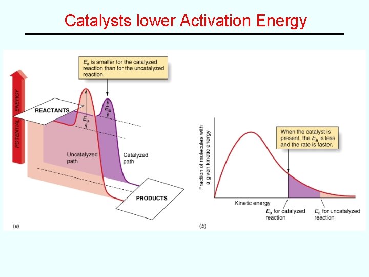 Catalysts lower Activation Energy 