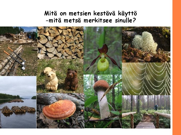 Mitä on metsien kestävä käyttö -mitä metsä merkitsee sinulle? 10/(13) 