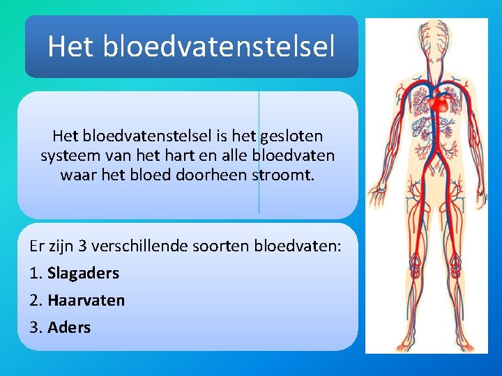 Het bloedvatenstelsel is het gesloten systeem van het hart en alle bloedvaten waar het