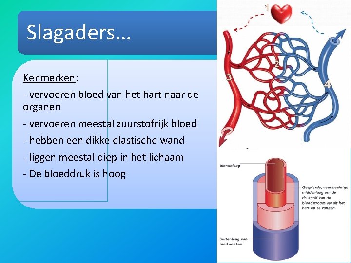 Slagaders… Kenmerken: - vervoeren bloed van het hart naar de organen - vervoeren meestal