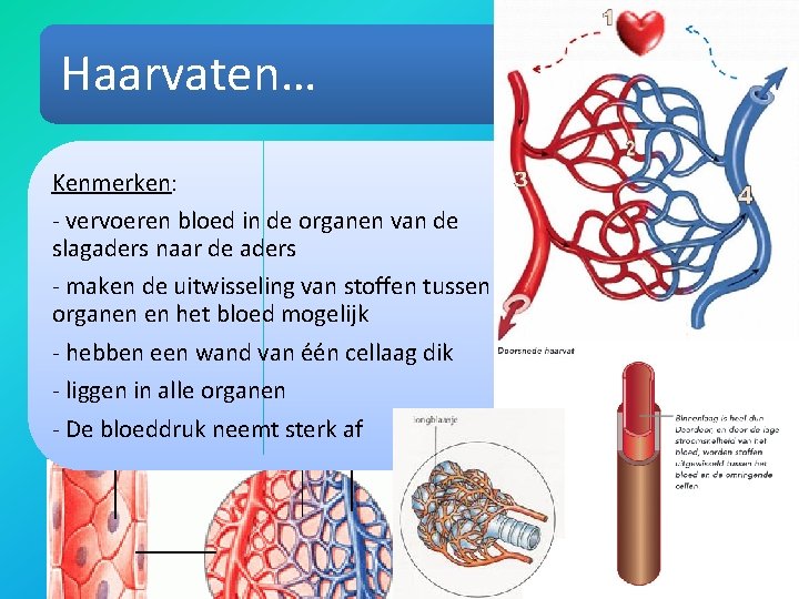 Haarvaten… Kenmerken: - vervoeren bloed in de organen van de slagaders naar de aders