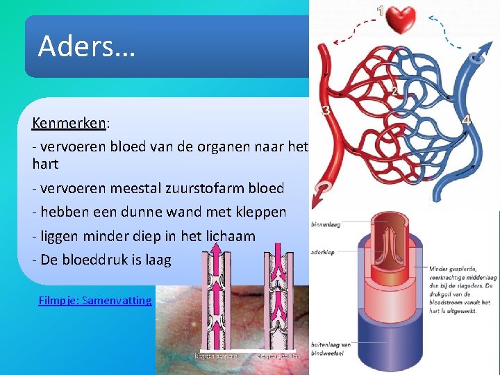 Aders… Kenmerken: - vervoeren bloed van de organen naar het hart - vervoeren meestal