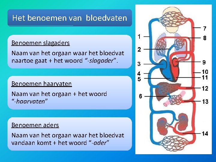 Het benoemen van bloedvaten Benoemen slagaders Naam van het orgaan waar het bloedvat naartoe