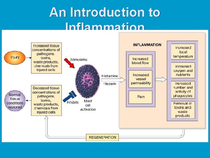 An Introduction to Inflammation 