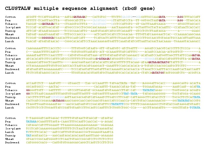 CLUSTALW multiple sequence alignment (rbc. S gene) Cotton Pea Tobacco Ice-plant Turnip Wheat Duckweed