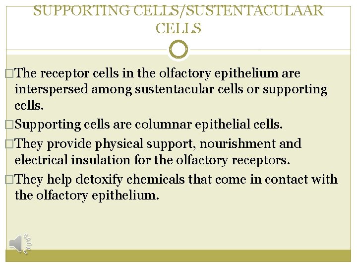 SUPPORTING CELLS/SUSTENTACULAAR CELLS �The receptor cells in the olfactory epithelium are interspersed among sustentacular