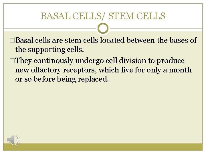 BASAL CELLS/ STEM CELLS �Basal cells are stem cells located between the bases of