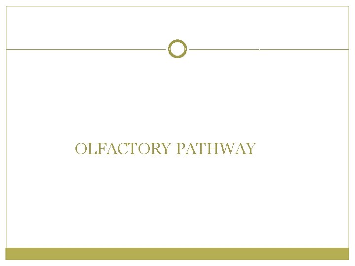 OLFACTORY PATHWAY 