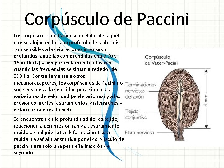 Corpúsculo de Paccini Los corpúsculos de Pacini son células de la piel que se