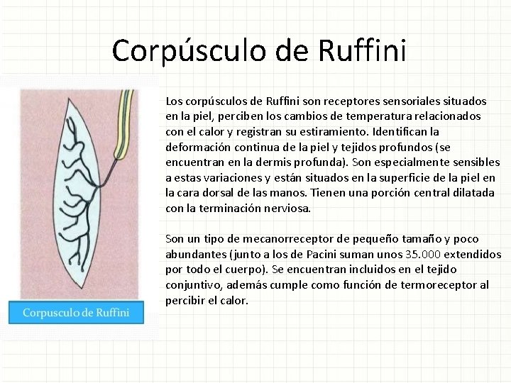 Corpúsculo de Ruffini Los corpúsculos de Ruffini son receptores sensoriales situados en la piel,