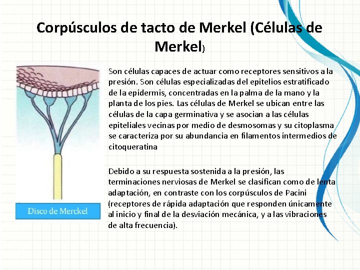 Corpúsculos de tacto de Merkel (Células de Merkel) Son células capaces de actuar como