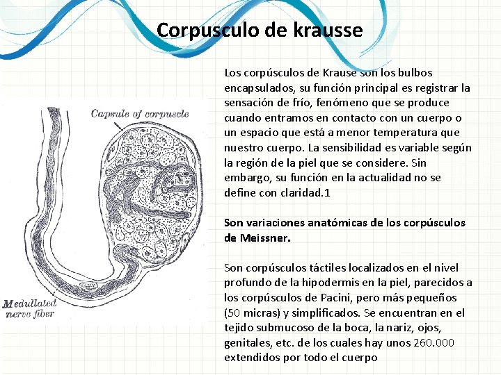 Corpusculo de krausse Los corpúsculos de Krause son los bulbos encapsulados, su función principal