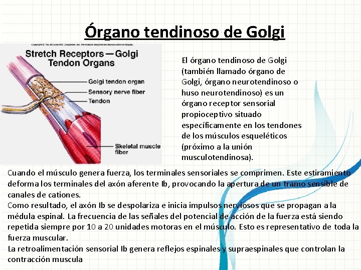 Órgano tendinoso de Golgi El órgano tendinoso de Golgi (también llamado órgano de Golgi,