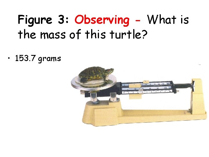 Figure 3: Observing - What is the mass of this turtle? • 153. 7