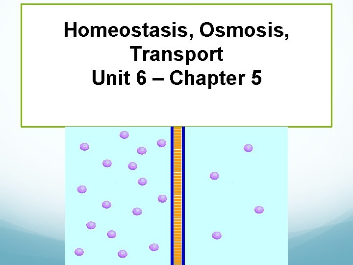 Homeostasis, Osmosis, Transport Unit 6 – Chapter 5 