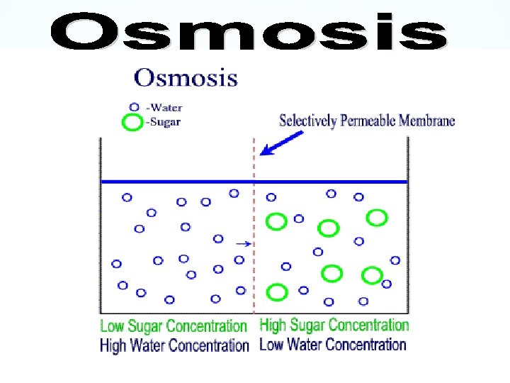  Water passes easily across membranes Osmosis is the diffusion of water across a