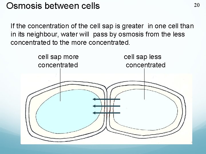 Osmosis between cells 20 If the concentration of the cell sap is greater in