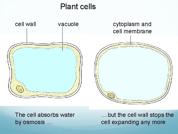 Plant cells cell wall vacuole The cell absorbs water by osmosis. . cytoplasm and