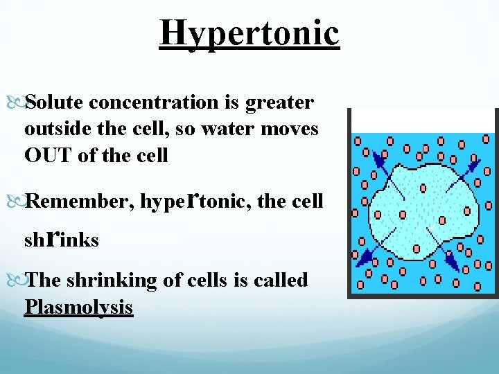 Hypertonic Solute concentration is greater outside the cell, so water moves OUT of the