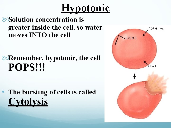 Hypotonic Solution concentration is greater inside the cell, so water moves INTO the cell