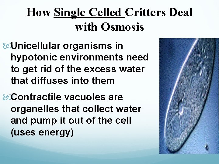 How Single Celled Critters Deal with Osmosis Unicellular organisms in hypotonic environments need to